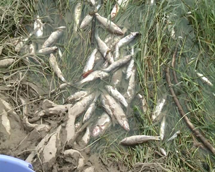 توضیحات سازمان محیط زیست درباره تلف شدن ماهیان رودخانه قره سو