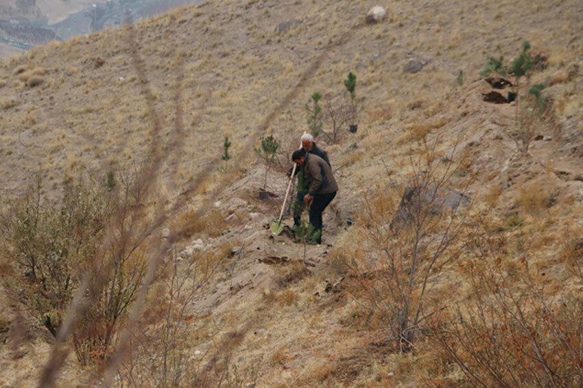 تصویر ، نهال کاری همگانی در تفرجگاه ائل باغی تصویر ، نهال کاری همگانی در تفرجگاه ائل باغی