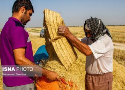 خرید بیش از 1900 تن گندم بذری گواهی شده از کشاورزان لرستان